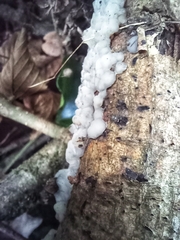 Exidia thuretiana
