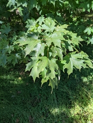 Acer saccharum