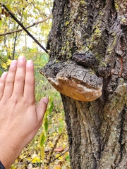 Phellinus tremulae