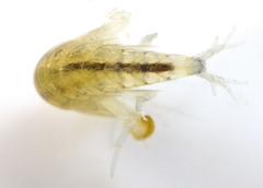 Hyalella
