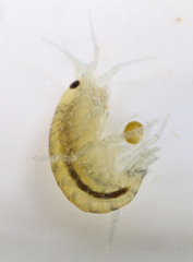 Hyalella