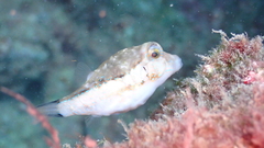 Canthigaster capistrata