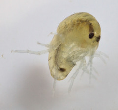 Hyalella