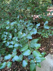 Viburnum dilatatum