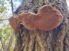 Phellinus tremulae