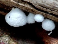Crepidotus variabilis