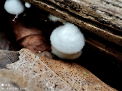Crepidotus variabilis