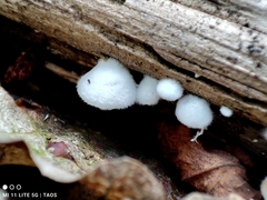 Crepidotus variabilis