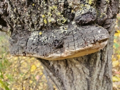 Phellinus tremulae