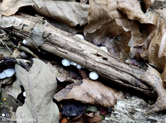 Crepidotus variabilis