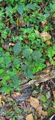Hypoestes phyllostachya