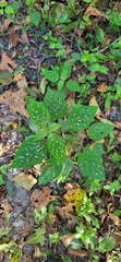 Hypoestes phyllostachya