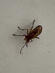 Tetanocera