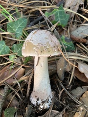 Amanita rubescens