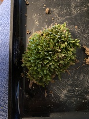 Fissidens