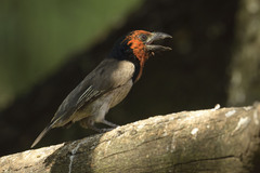 Lybius torquatus torquatus