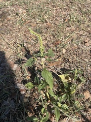 Amaranthus