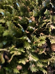 Fissidens