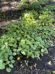 Erysiphe cruciferarum