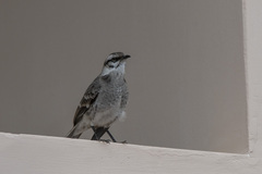 Mimus longicaudatus