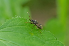 Scolopostethus