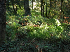 Pteridium aquilinum pubescens