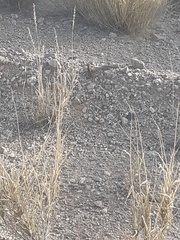 Heteropogon contortus