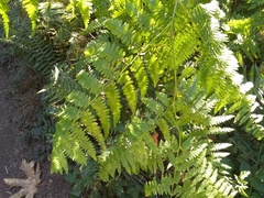 Pteridium aquilinum pubescens