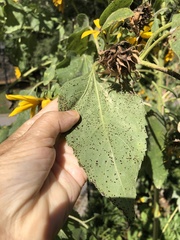 Puccinia helianthi