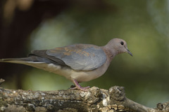 Streptopelia senegalensis senegalensis