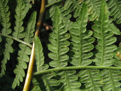 Pteridium aquilinum pubescens