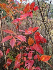 Toxicodendron vernix