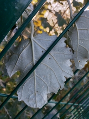 Populus