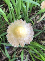 Bolbitius