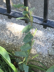 Chamaecrista fasciculata