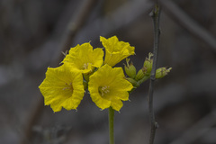 Cordia lutea