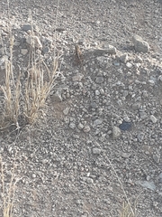 Agama aculeata aculeata