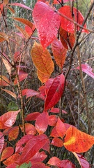 Toxicodendron vernix