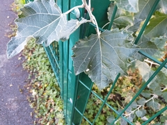 Populus