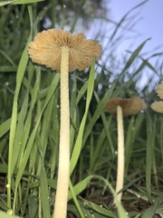 Bolbitius