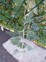 Populus