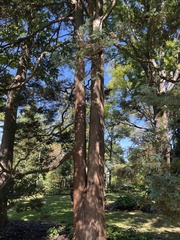 Chamaecyparis pisifera