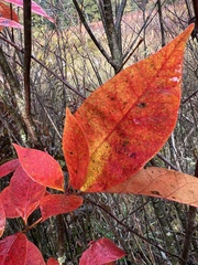 Toxicodendron vernix