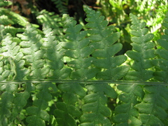 Pteridium aquilinum pubescens