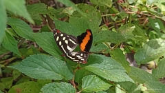 Catonephele nyctimus