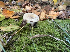 Amanita multisquamosa