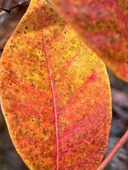 Toxicodendron vernix
