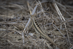 Microlophus occipitalis