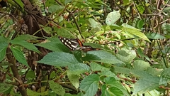 Catonephele nyctimus