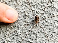 Leiobunum limbatum